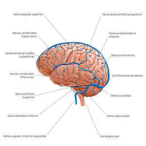 Cerebral veins - Lateral view (Spanish)