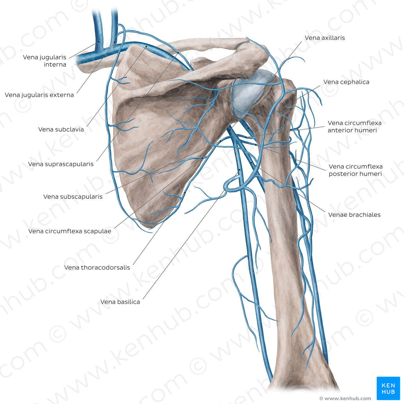 Veins of the arm and the shoulder - Posterior view (Latin)