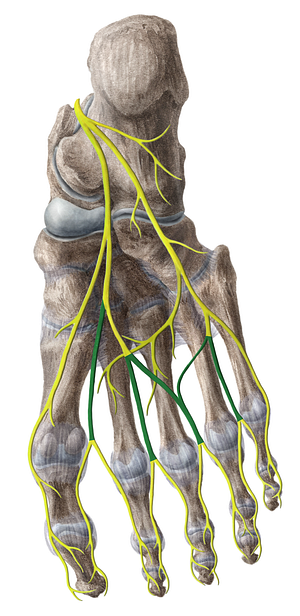 Common plantar digital nerves (#6226)
