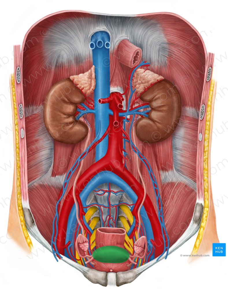 Uterus (#9863)