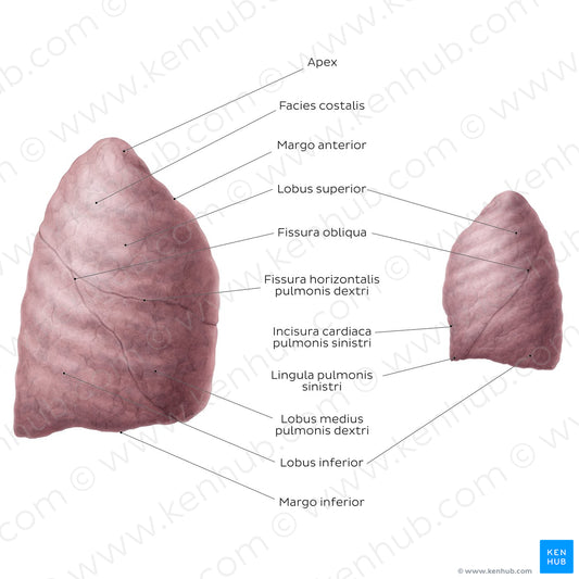 Lateral views of the lungs (Latin)