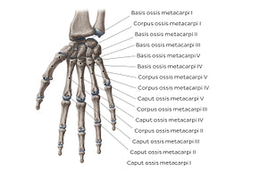 Metacarpal bones (Latin)