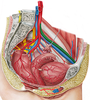 Left external iliac artery (#1412)