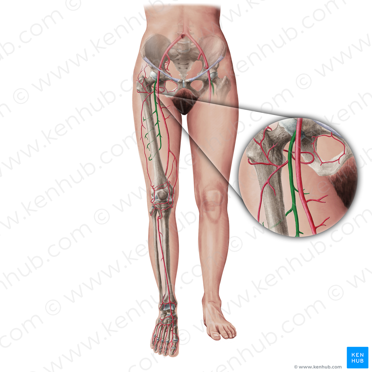 Deep femoral artery (#19403)