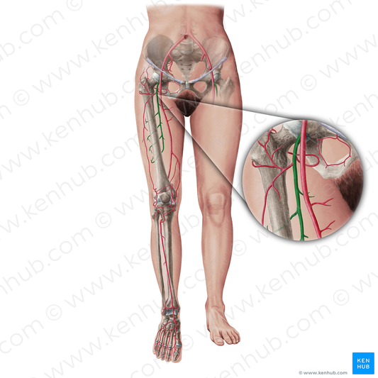 Deep femoral artery (#19403)