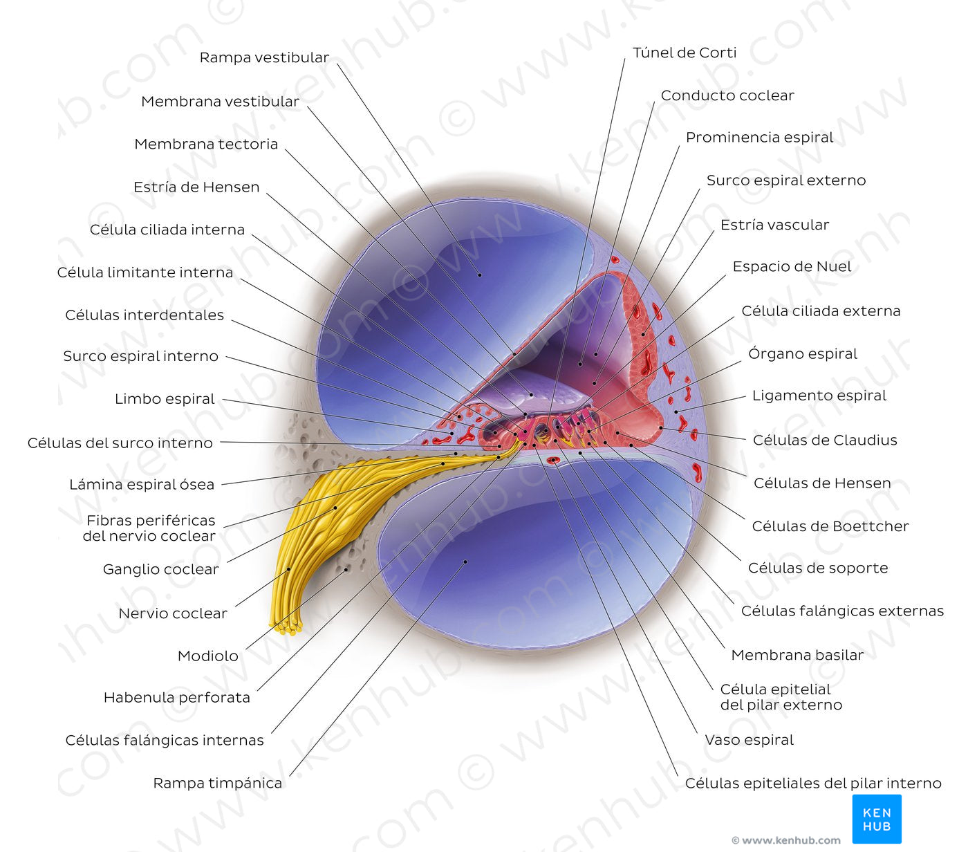 Cochlea (Spanish)