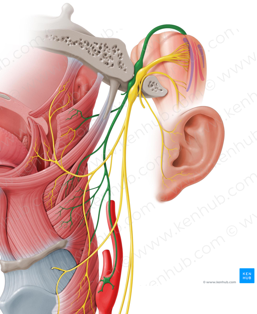 Glossopharyngeal nerve (#6434)