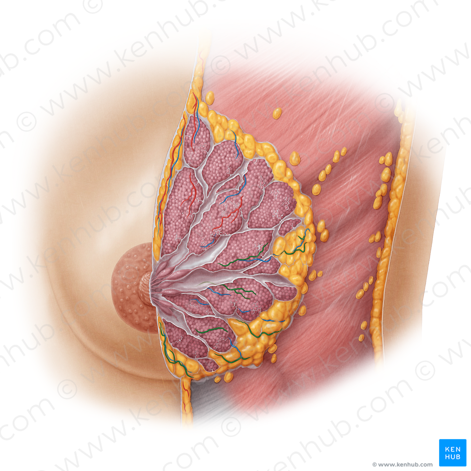 Lateral mammary branches of posterior intercostal artery (#19655)