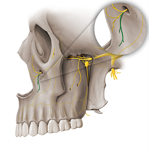Superior labial branches of Infraorbital nerve (#18520)