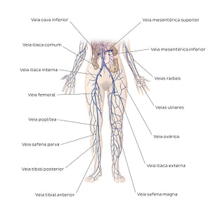 Cardiovascular system: Veins of the lower part of the body (Portuguese)