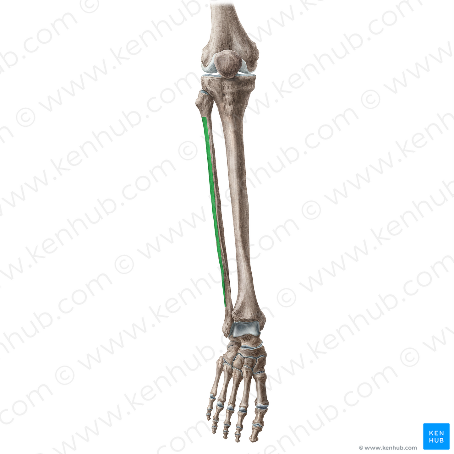 Lateral surface of fibula (#3501)