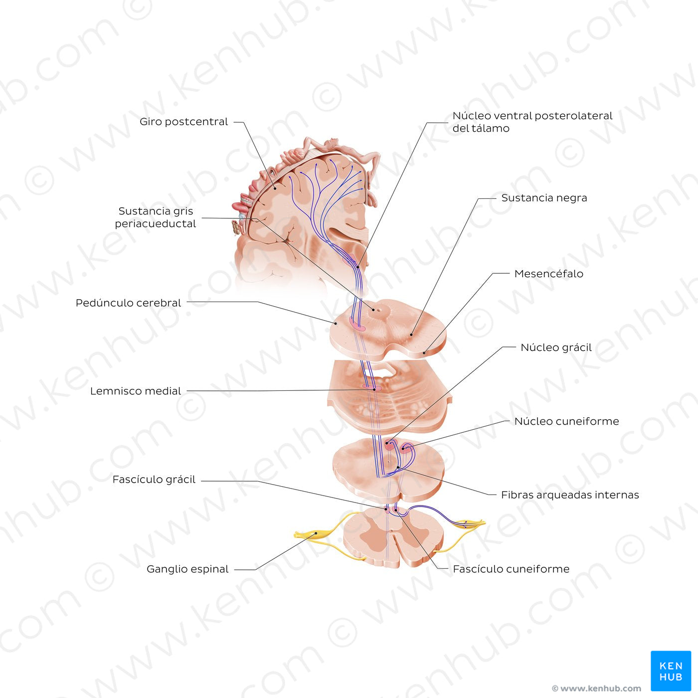 Posterior column-medial lemniscus pathway (PCML) (Spanish)