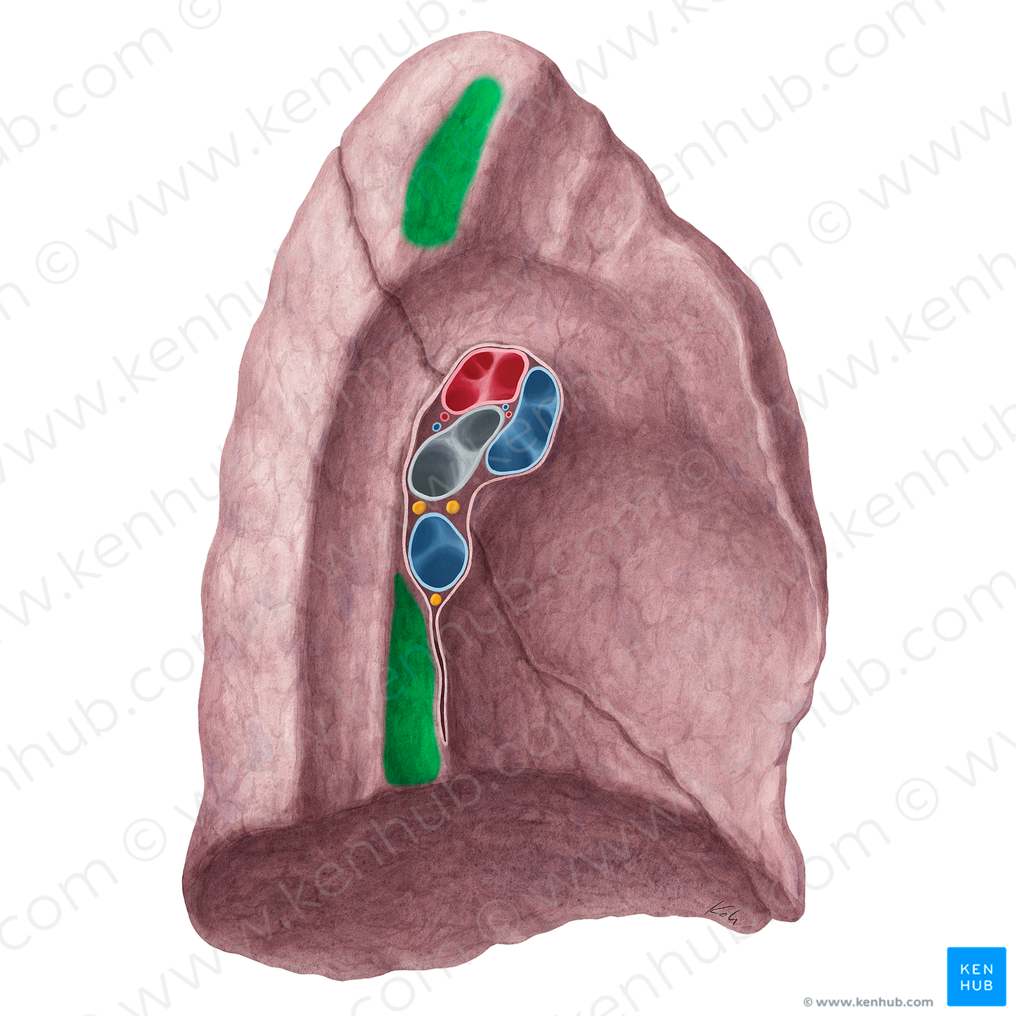 Esophageal impression of left lung (#21351)