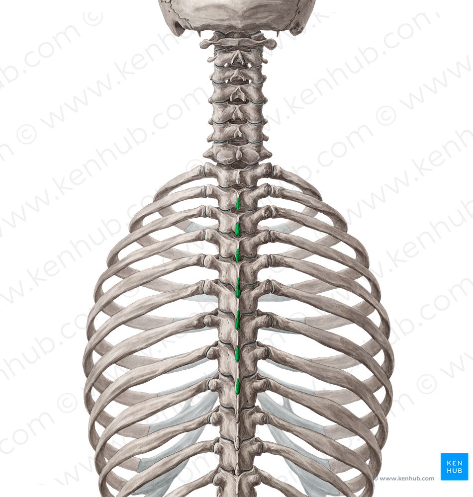 Spinous processes of vertebrae T2-T8 (#8274)