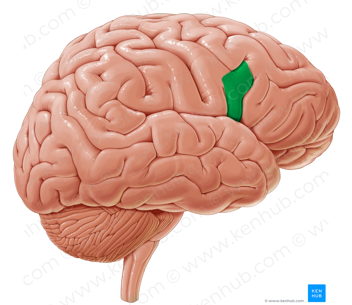 Opercular part of inferior frontal gyrus (#18630)