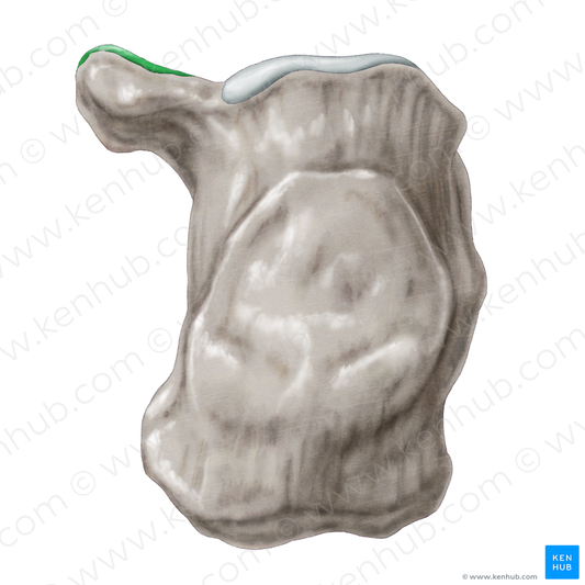 Middle talar articular surface of calcaneus (#3477)