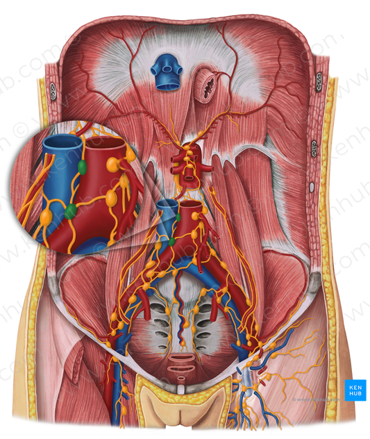 Intermediate lumbar lymph nodes (#7047)