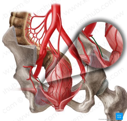 Left obturator artery (#1549)