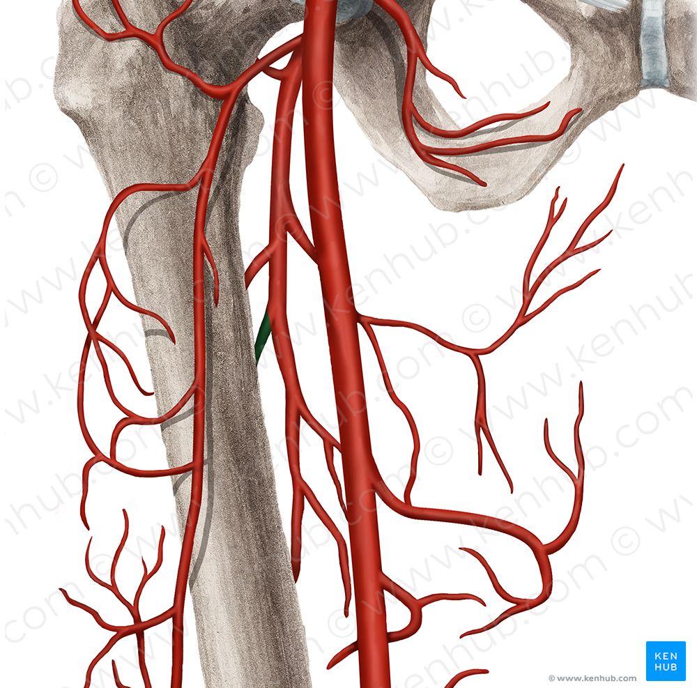 Second femoral perforating artery (#1613)