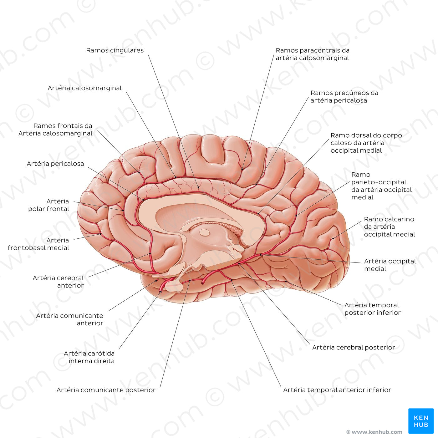 Arteries of the brain - Medial view (Portuguese)