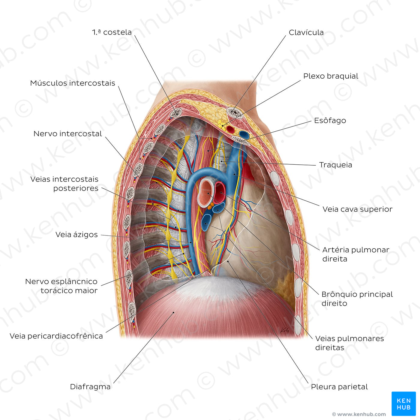 Contents of the mediastinum: Right lateral view (Portuguese)