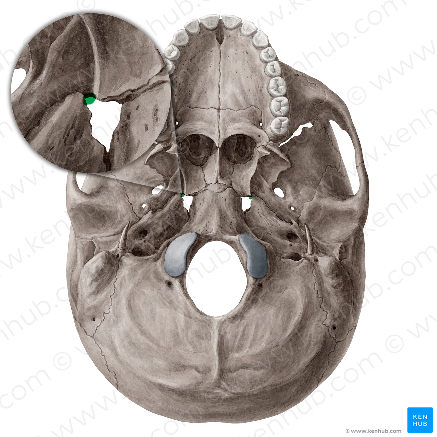 Pterygoid canal (#21538)