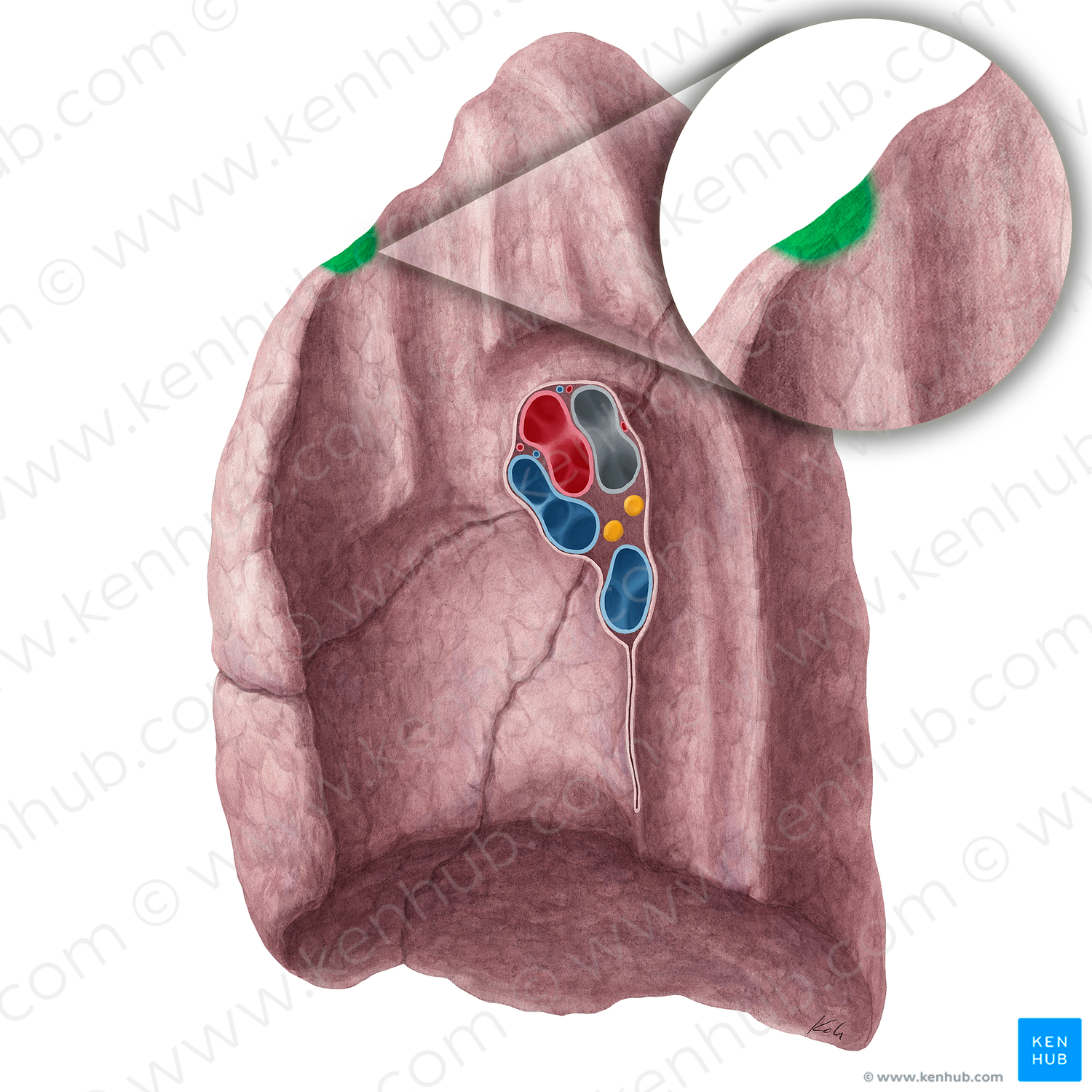 Impression for 1st rib of right lung (#21324)