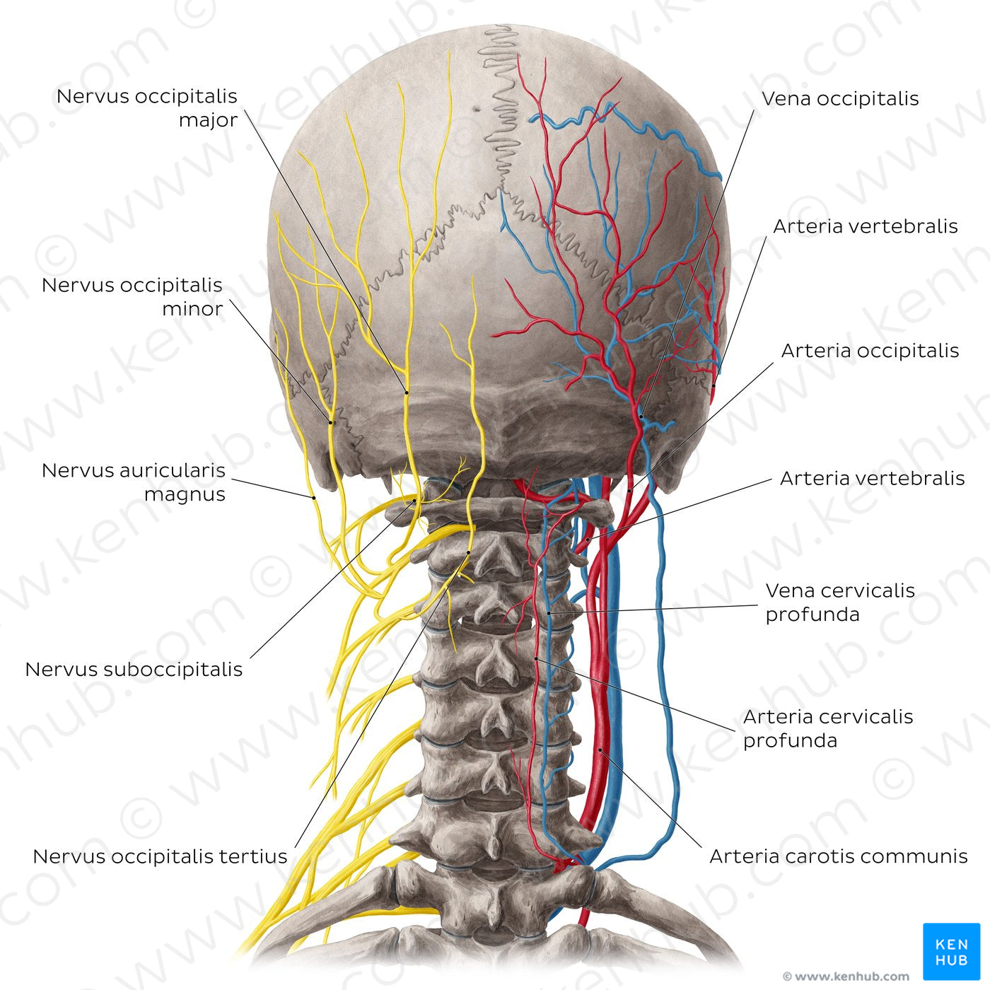 Neurovasculature of the dorsal neck (Latin)
