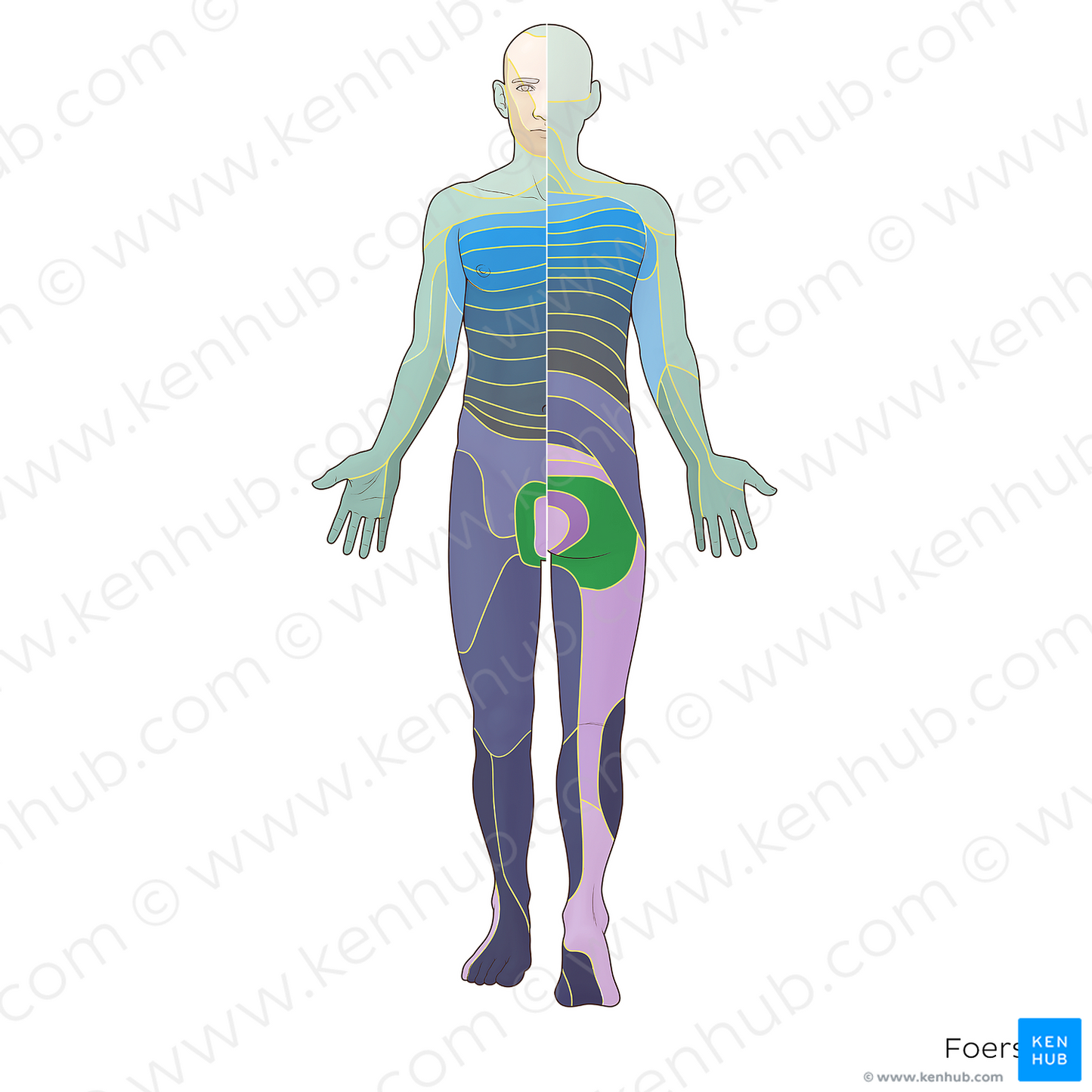 S3 dermatome (#20844)