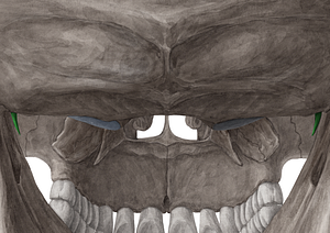 Styloid process of temporal bone (#8298)