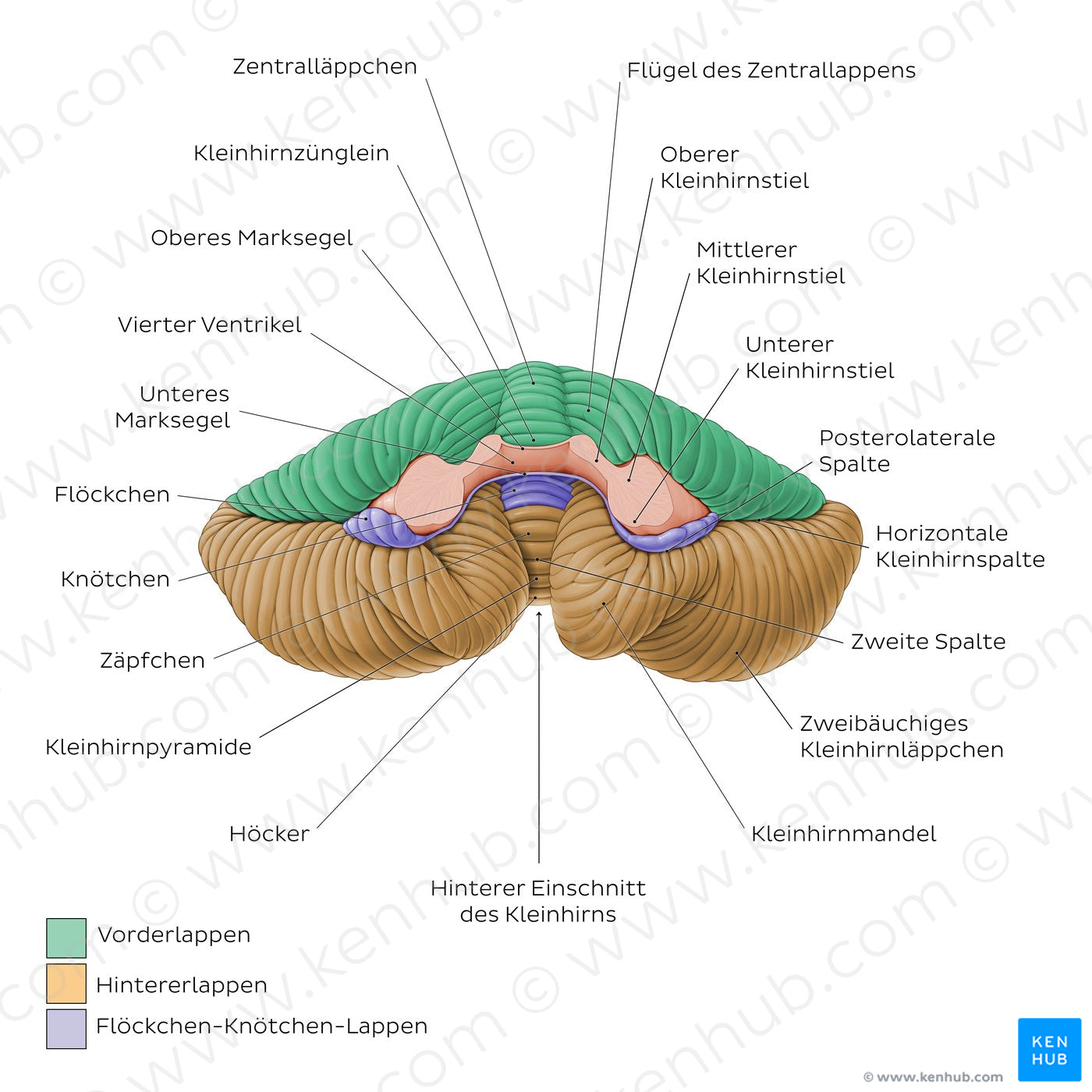 Cerebellum - Anterior view (German)