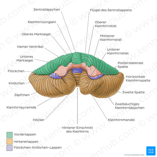 Cerebellum - Anterior view (German)