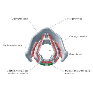 Larynx: action of posterior cricoarytenoid muscle (Spanish)