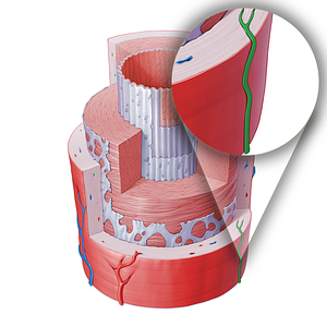 Nervi vasorum of artery (#16399)