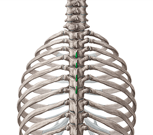 Spinous processes of vertebrae T3-T6 (#8277)