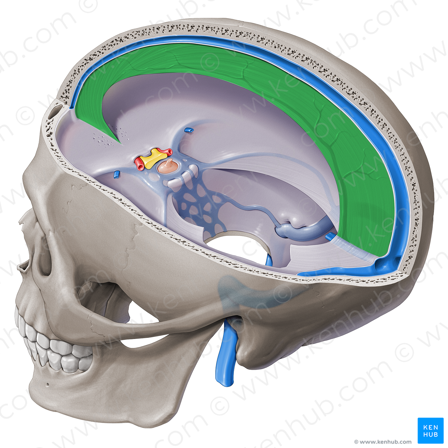 Cerebral falx (#20317)