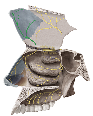 Medial nasal branches of anterior ethmoidal nerve (#8756)