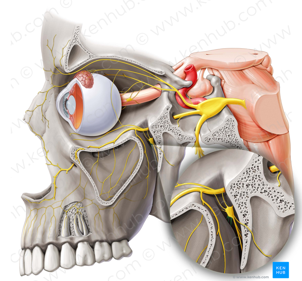 Nasopalatine nerve (#6595)