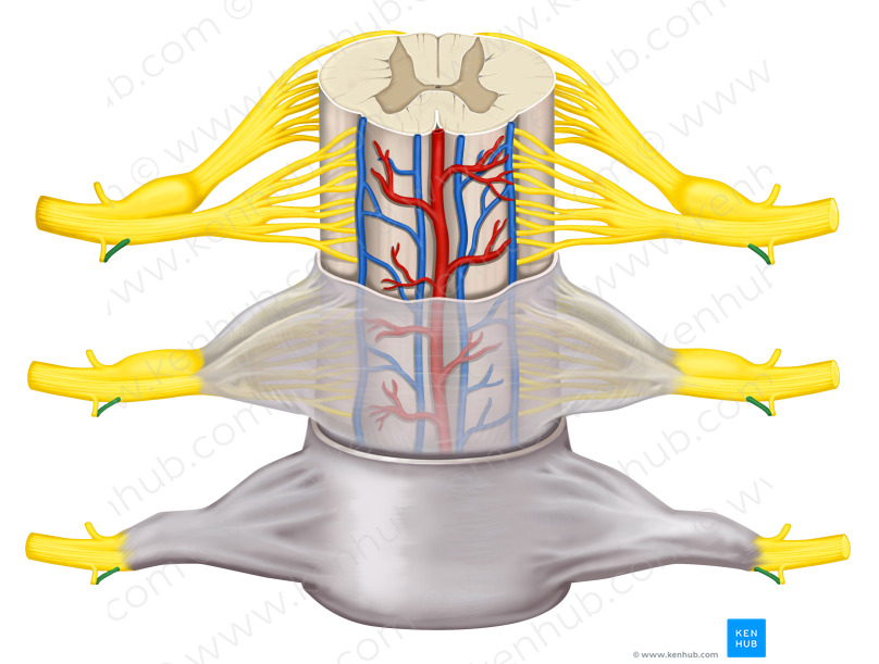 Gray ramus communicans of spinal nerve (#8639)