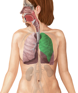 Superior lobe of left lung (#4874)