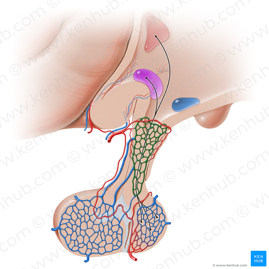 Primary capillary network of hypophyseal portal system (#16237)