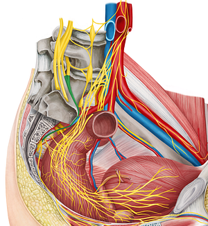 Lumbosacral trunk (#9625)