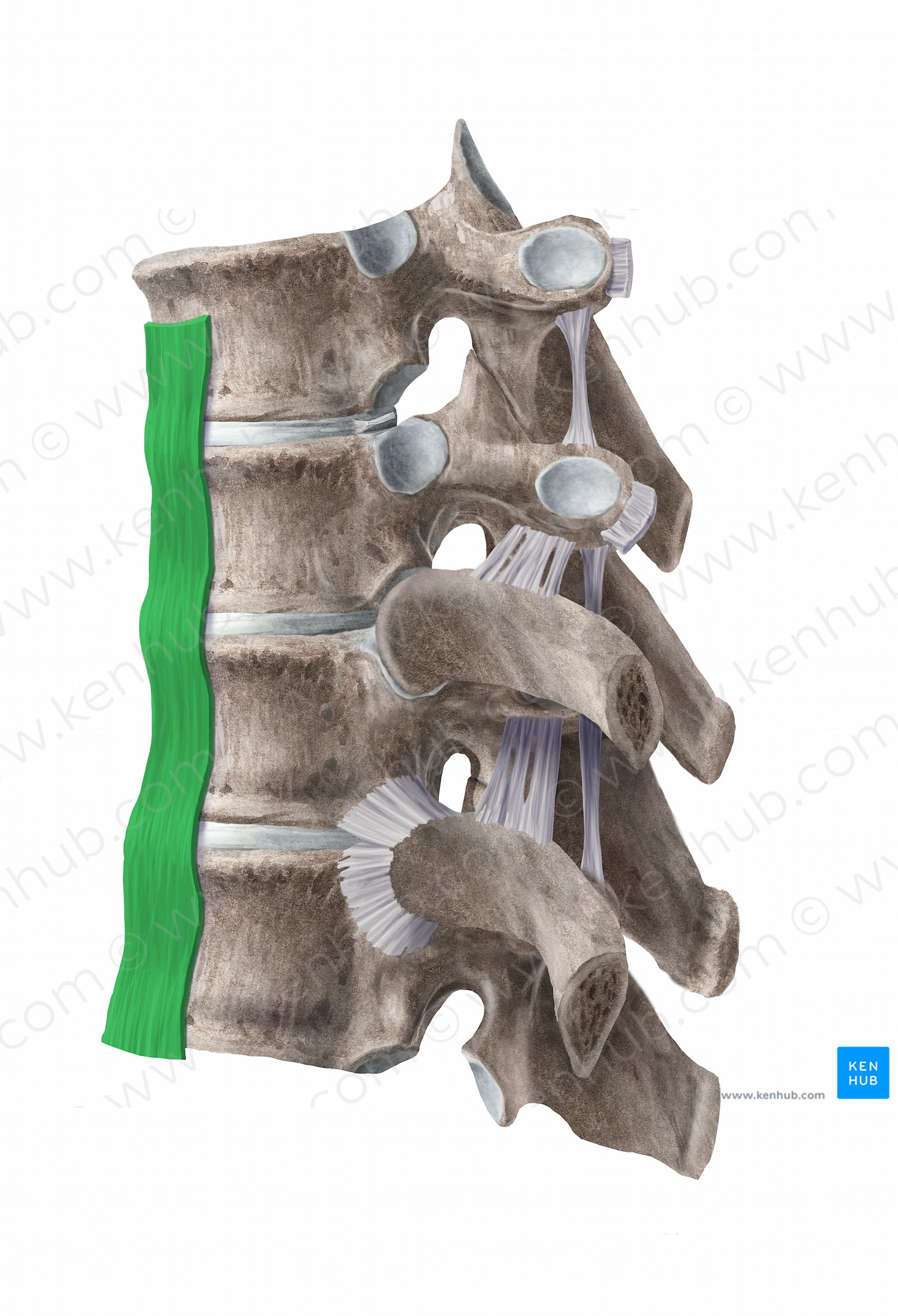 Anterior longitudinal ligament (#11256)