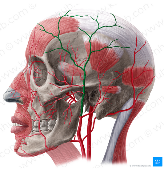 Superficial temporal artery (#1899)