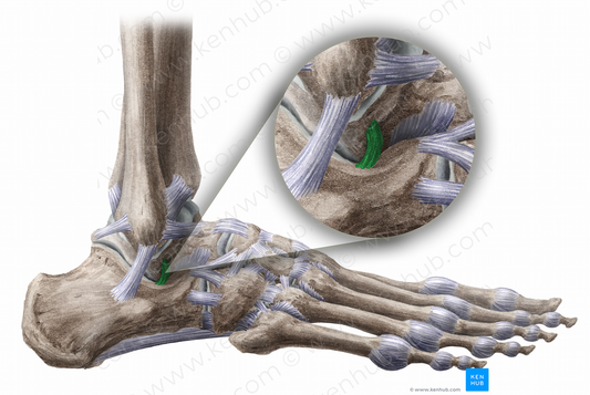 Lateral talocalcaneal ligament (#11483)