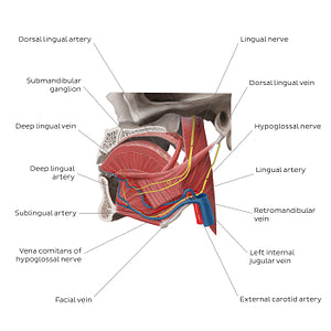 Neurovasculature of the tongue (English)