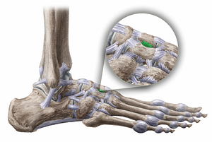 Dorsal intercuneiform ligament (#11479)