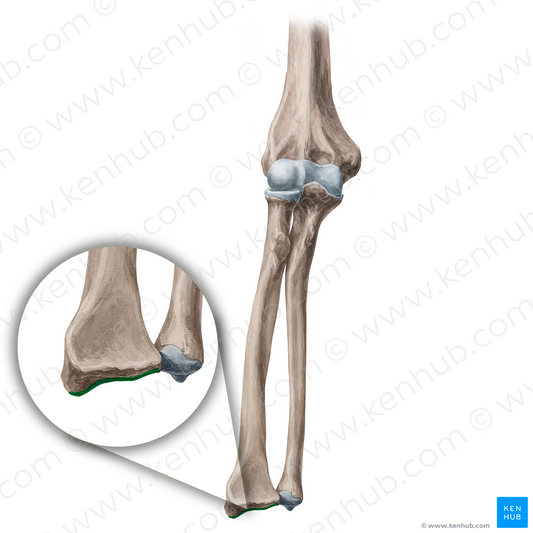 Carpal articular surface of radius (#21339)