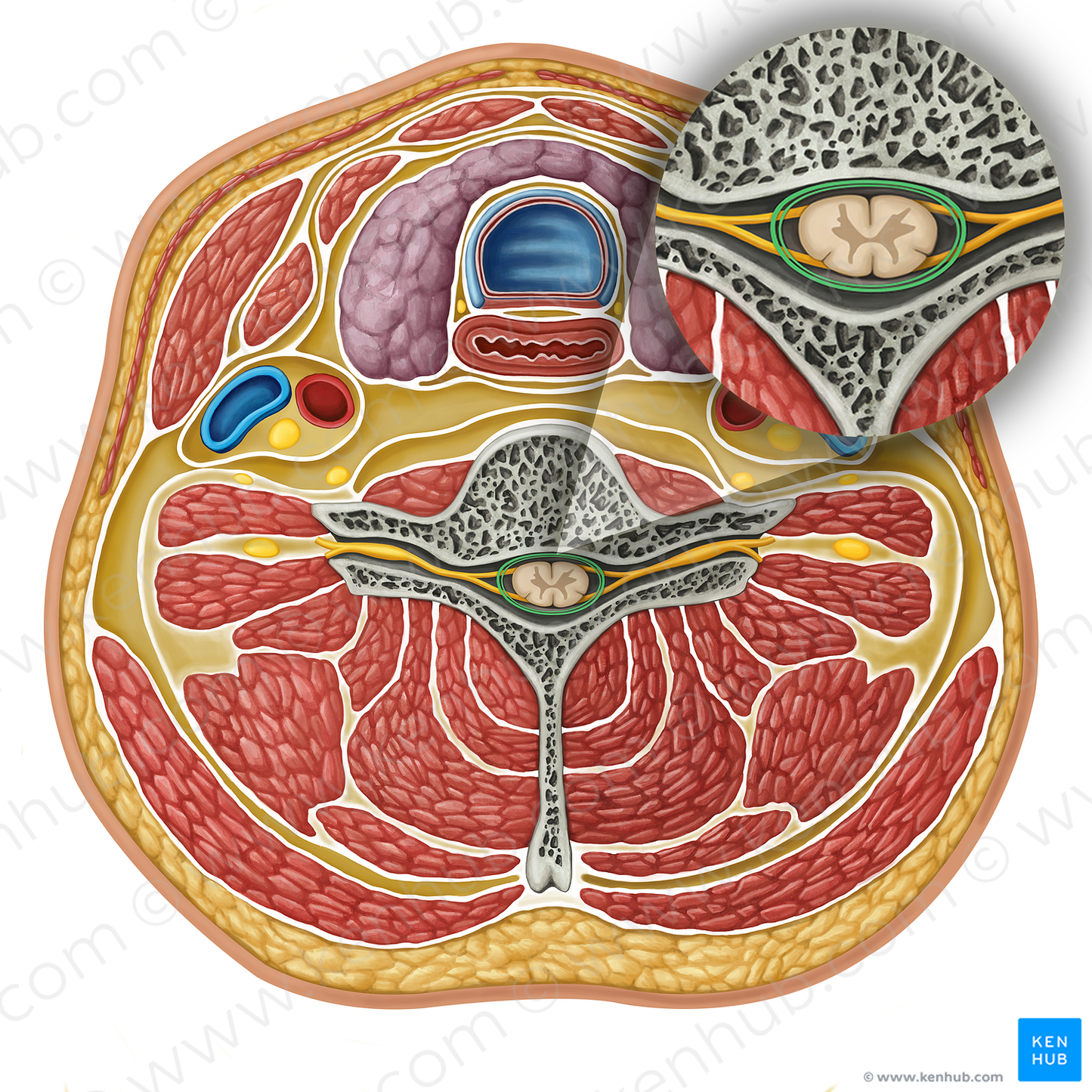 Meninges of spinal cord (#16344)