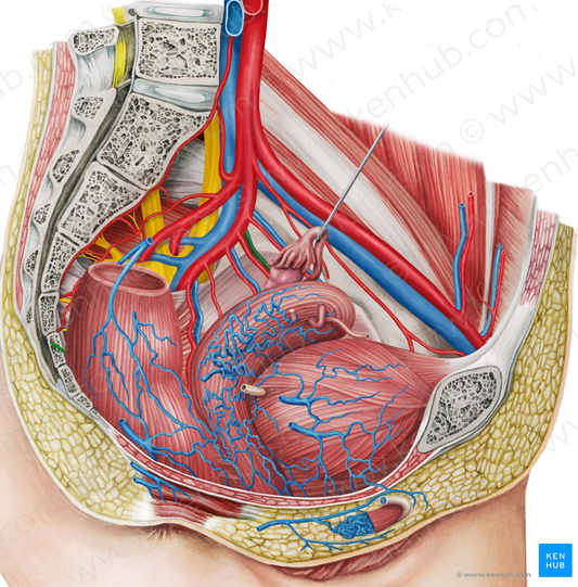 Left uterine vein (#10668)